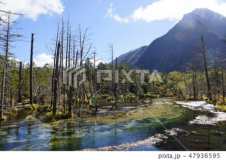 紅葉時期の岳沢湿原 47936595