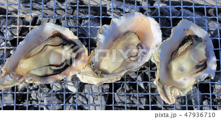 牡蠣・牡蛎・カキ_七輪で炭焼き 牡蠣・牡蛎・カキ_七輪で炭焼き 47936710