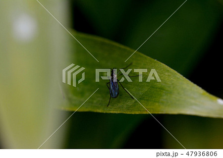 フユユスリカ 47936806