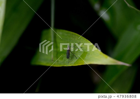 フユユスリカ フユユスリカ 47936808