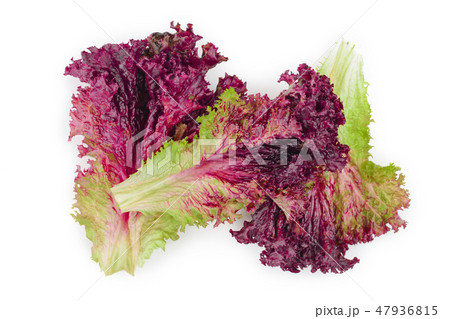 fresh red coral salad or lettuce isolated on the white background. Top view. Flat lay 47936815