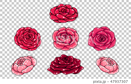 rose rose 47937307