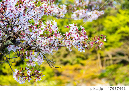 桜の花 47937441