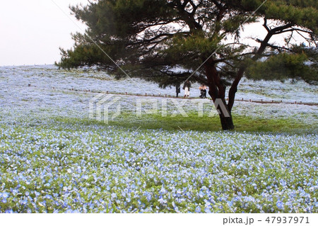 ネモフィラ　ひたち海浜公園 47937971