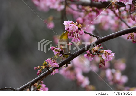 桜とメジロ 桜とメジロ 47938010