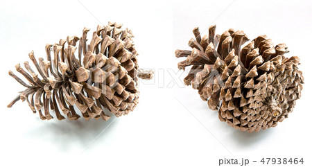 2 pine balls on a white background. 47938464