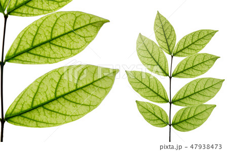 Closeup leaves see the vitreous tube. Closeup leaves see the vitreous tube. 47938473