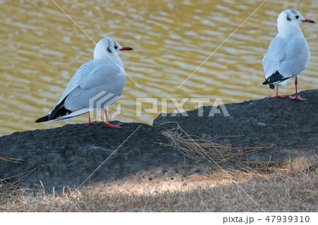 皇居のユリカモメ 47939310