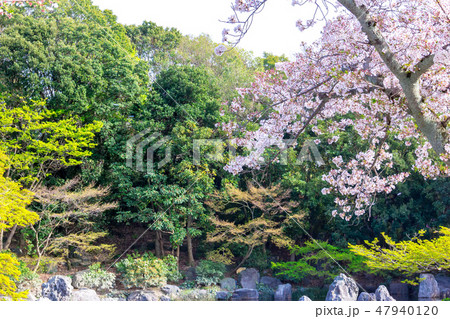 桜 深山の泉 47940120