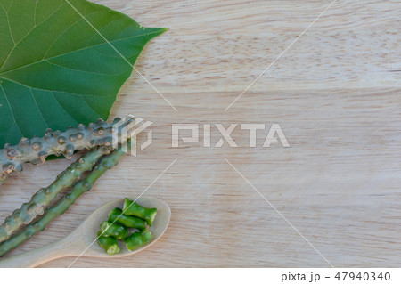 Tinospora crispa,heart leaved moonseed on wooden 47940340