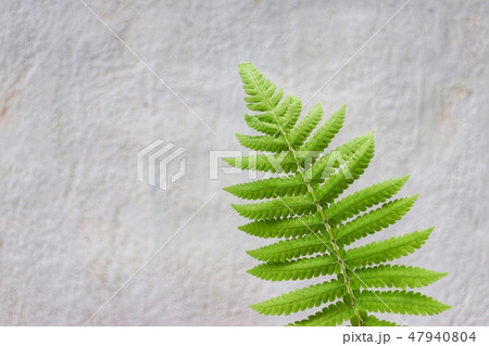 fern on white background , green leaf and nature i fern on white background , green leaf and nature i 47940804