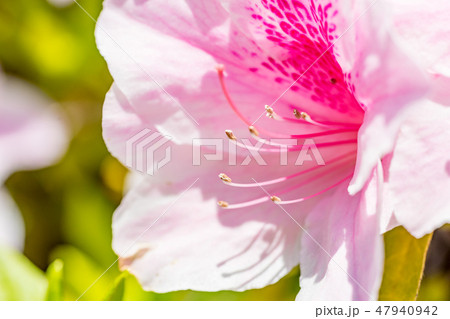 ツツジ ツツジ 47940942
