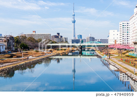 旧中川 ふれあい橋ごしに見る東京スカイツリー 旧中川 ふれあい橋ごしに見る東京スカイツリー 47940959