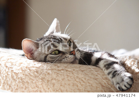 ベッドで寛ぐ猫　上半身アップ 47941174