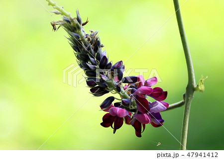 葛の花 47941412