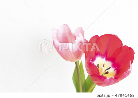 花瓶のチューリップ 花瓶のチューリップ 47941468