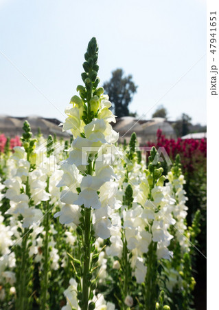 Cockscomb flowers or Celosia argentea in garden  47941651