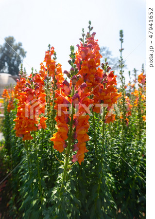 Cockscomb flowers or Celosia argentea in garden  47941652