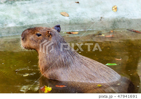 capybara (Hydrochaeris hydrochaeris) life in water 47941691