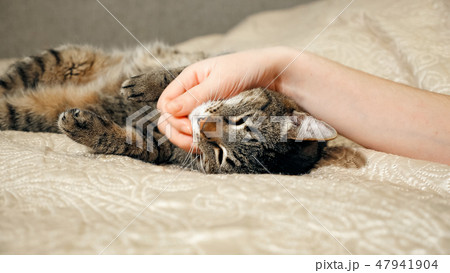 4K Close up hands of the girl plays with sleeping cute tabby cat 47941904