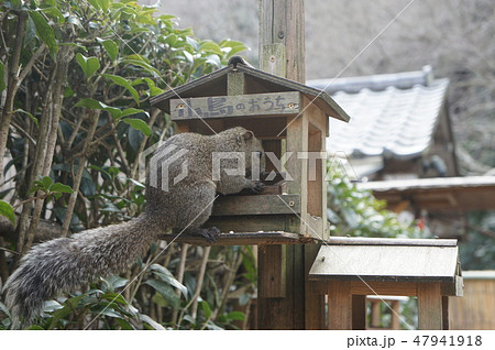 鎌倉　明月院 47941918