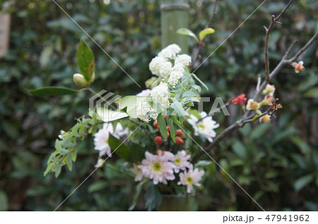 鎌倉　明月院 47941962