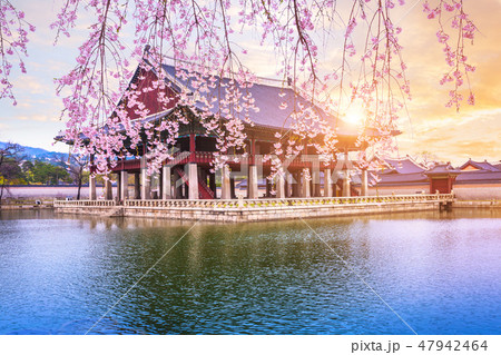 Gyeongbokgung palace with cherry blossom tree 47942464
