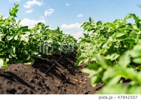 potato field rows with green bushes, close up. 47942507
