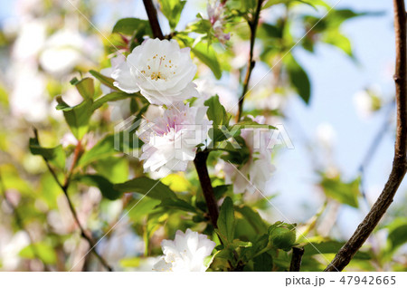 ニワザクラ 47942665