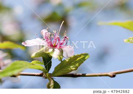 ニワザクラ 47942682