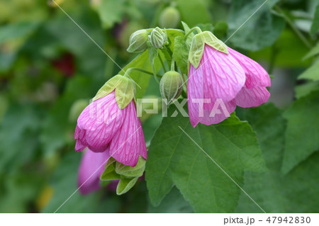 Chinese lantern 47942830