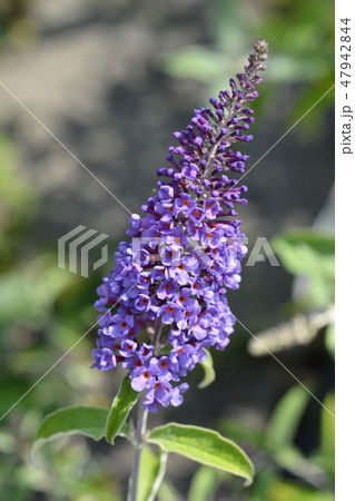 Summer lilac 47942844