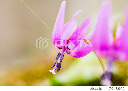 雪から顔を出した、妖精カタクリ 雪から顔を出した、妖精カタクリ 47943002