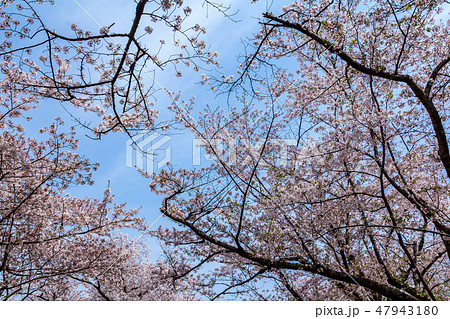 春の桜並木 春の桜並木 47943180