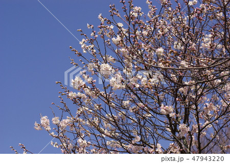 十六日桜 47943220