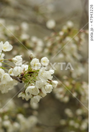 うば桜 うば桜 47943226