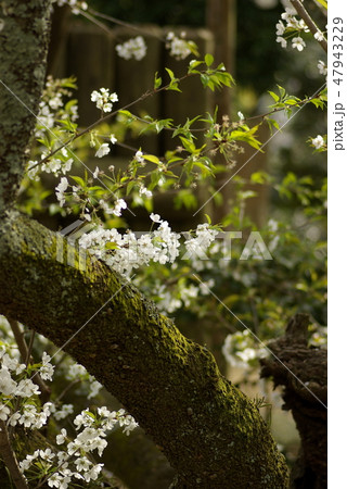うば桜 47943229