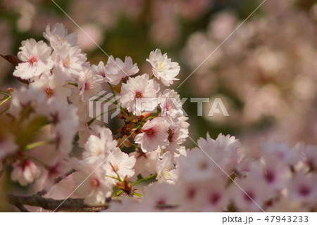 薄墨桜 47943233