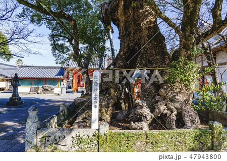 妙見宮の樟(八代神社) 妙見宮の樟(八代神社) 47943800