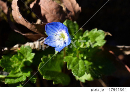 オオイヌノフグリ オオイヌノフグリ 47945364