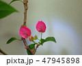 ブーゲンビリア 47945898