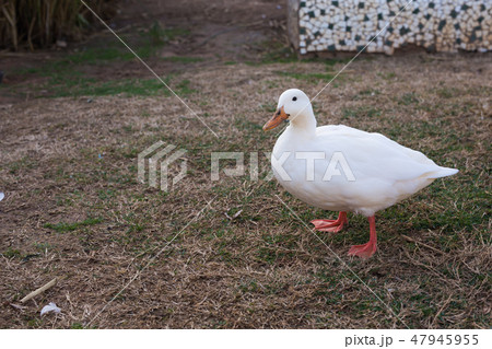 Domestic village ducks on green grass outdoors Domestic village ducks on green grass outdoors 47945955