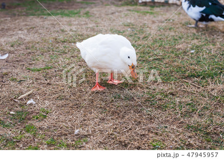 Domestic village ducks on green grass outdoors 47945957