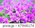 Purple bougainvillea in the garden close up.. 47946174