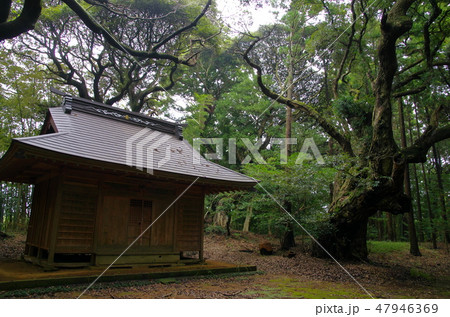 天神社とスダジイ（千葉県匝瑳市） 47946369