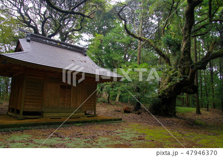 天神社とスダジイ(千葉県匝瑳市) 天神社とスダジイ(千葉県匝瑳市) 47946370