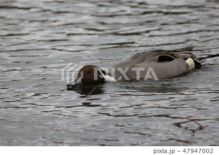 オナガガモ オナガガモ 47947002