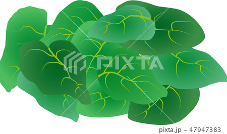 オカワカメ 47947383