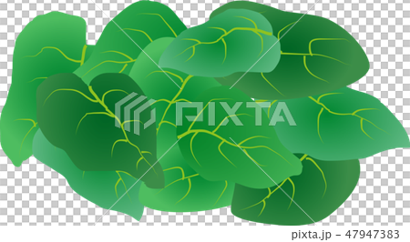 オカワカメ 47947383