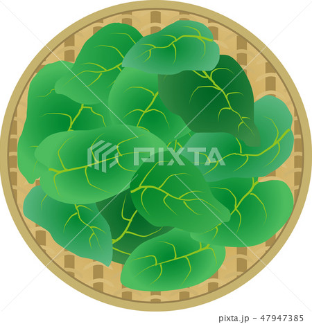 オカワカメ 47947385